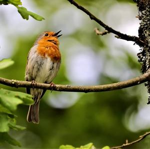 European Robin