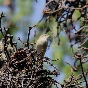 Common Chiffchaff