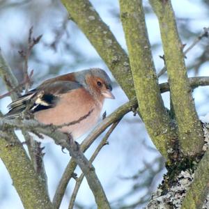 Eurasian Chaffinch