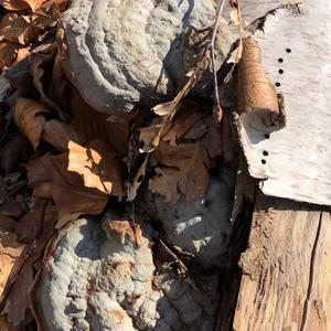 Tinder Polypore