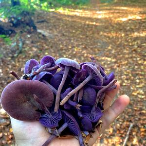 Amethyst Deceiver