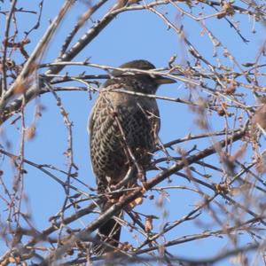 Ring Ouzel