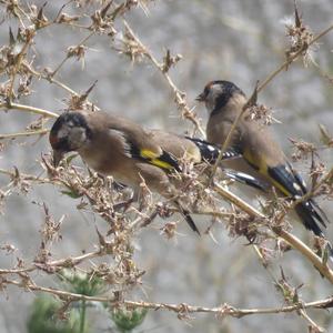 European Goldfinch