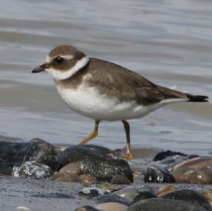 Common Ringed Plover