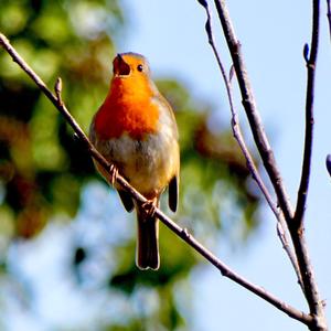 European Robin