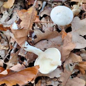 Sweetbread Mushroom