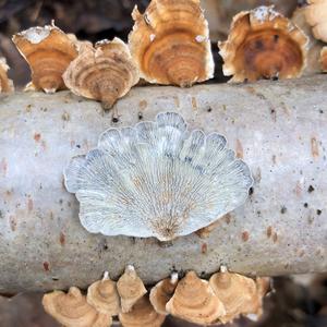 Crimped Gill