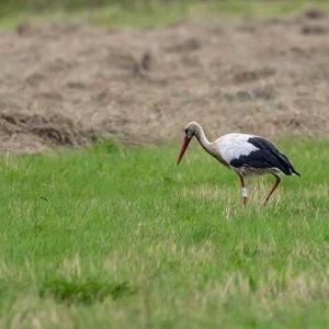 White Stork