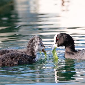 Common Coot