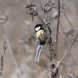 Great Tit