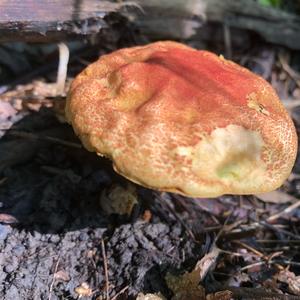 Red-cracked Bolete