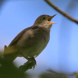 Common Nightingale