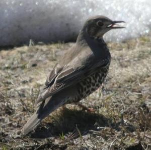 Mistle Thrush