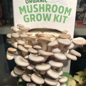 Oyster Mushroom