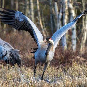 Common Crane