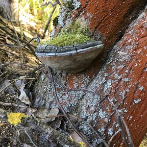 Tinder Polypore