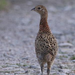 Common Pheasant