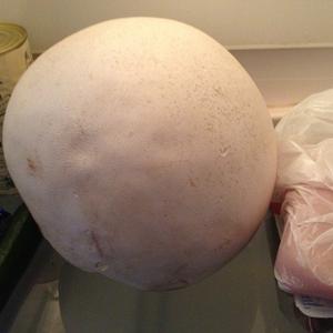 Giant Puffball