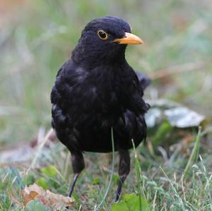 Eurasian Blackbird