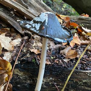 Magpie Ink-cap