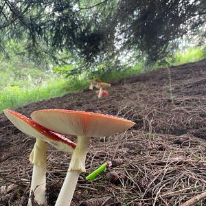 Fly Agaric