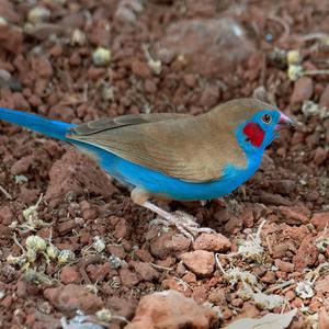 Red-cheeked Cordonbleu