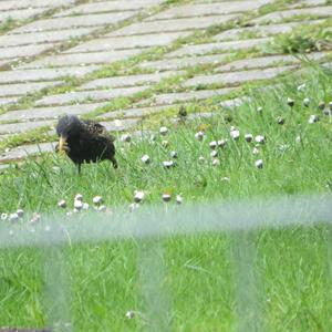 Common Starling