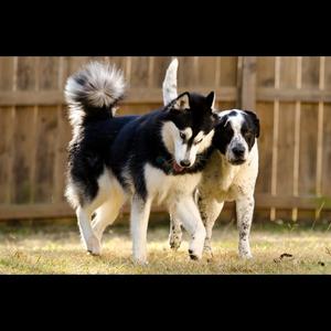 Unknown Breed