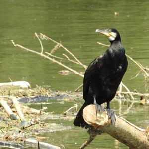 Great Cormorant