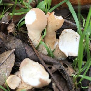 Gem-studded Puffball