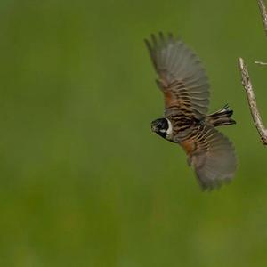 Reed Bunting