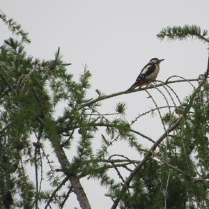 Great Spotted Woodpecker