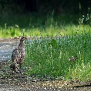 Common Pheasant