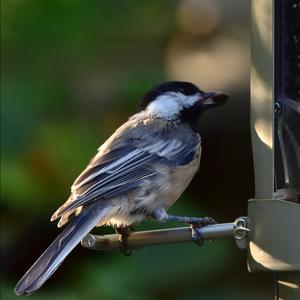 Black-capped Chickadee