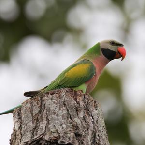 Red-breasted Parakeet