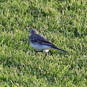 White Wagtail