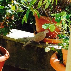 Eurasian Collared-dove