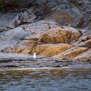 Herring Gull