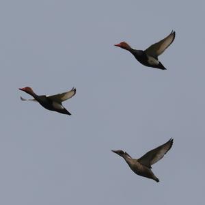 Red-crested Pochard