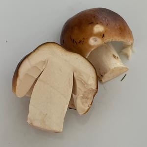 Bare-toothed Russula