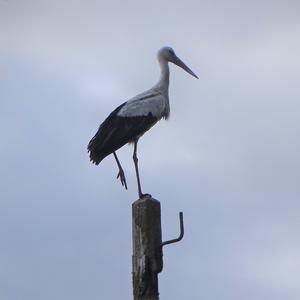 White Stork