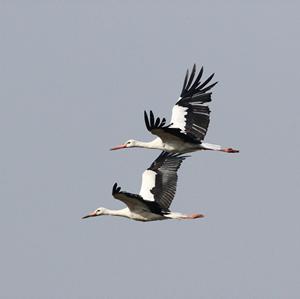 White Stork