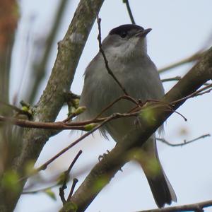 Blackcap