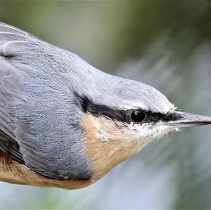 Wood Nuthatch