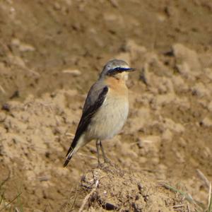 Northern Wheatear