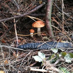 Orange Birch Bolete