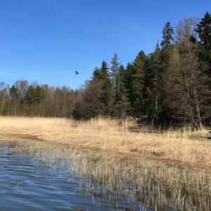 Seeadler