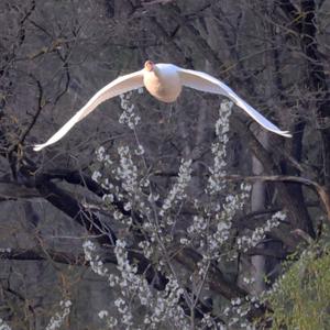 Mute Swan