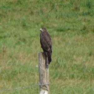 Common Buzzard