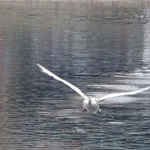 Mute Swan